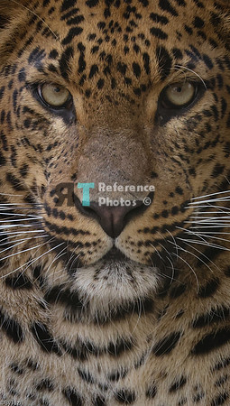 Sri lankan leopard (cropped)