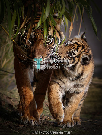 Tiger mum with cub
