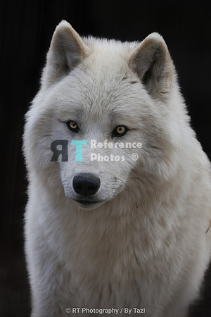 Hudson Bay Wolf