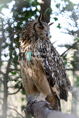 Bengal eagle owl