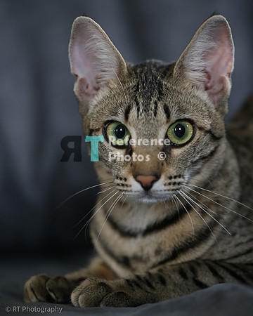 Savannah Cat 'Gaia' of Cattey Savval