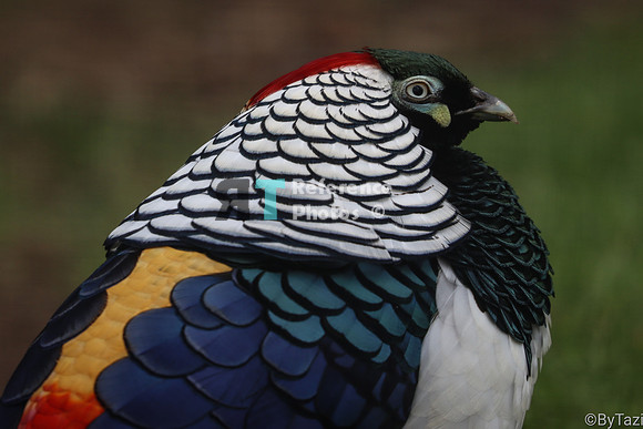 pheasant