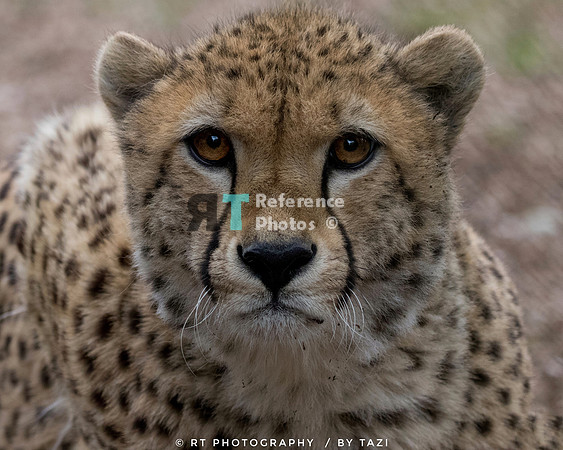 Cheetah (full version)