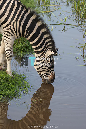 Zebra drinking