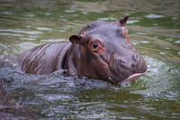 Baby hippo