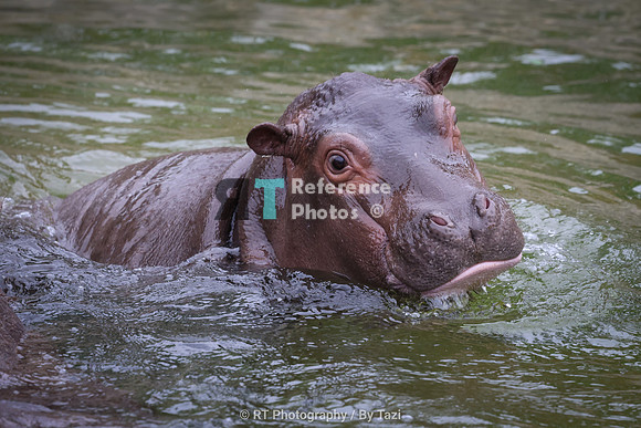 Baby hippo