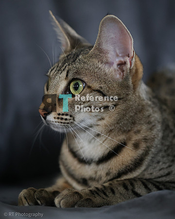 Savannah Cat 'Gaia' of Cattey Savval