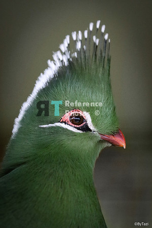 Livungstone's turaco