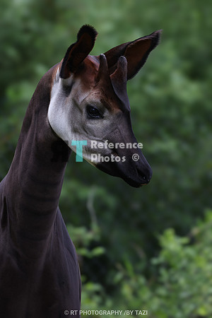 Okapi