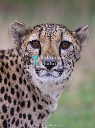 Cheetah portrait