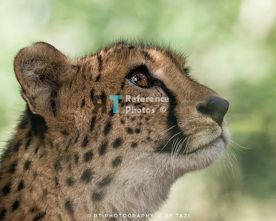 Cheetah looking up