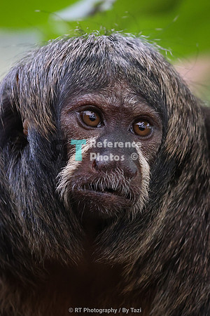 White-faced saki